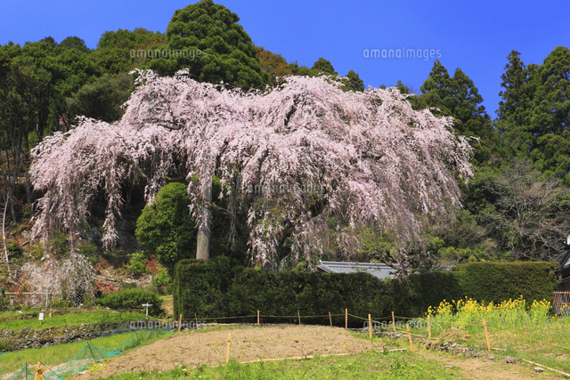 中越家のしだれ桜 の写真素材 イラスト素材 アマナイメージズ