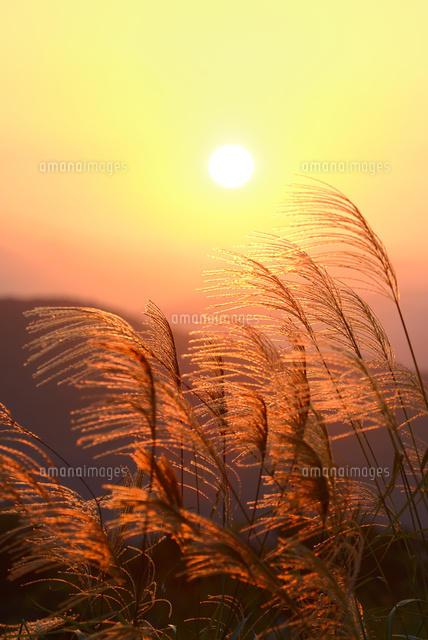ススキと夕日 の写真素材 イラスト素材 アマナイメージズ ススキと夕日 の写真素材 イラスト素材 アマナイメージズ