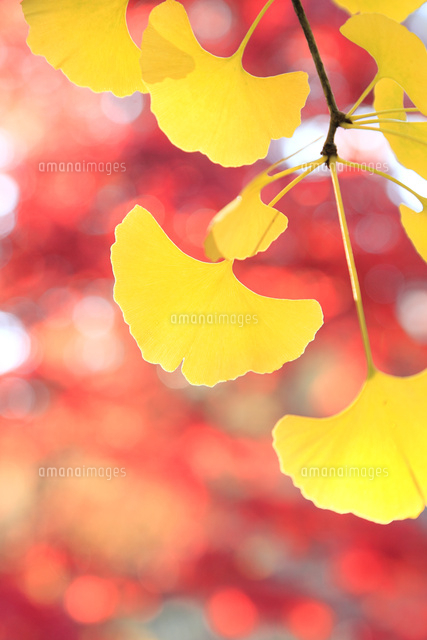 イチョウ紅葉の葉と背景に赤紅葉 の写真素材 イラスト素材 アマナイメージズ