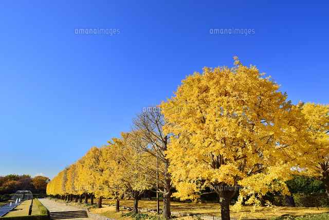 昭和記念公園 黄色紅葉のイチョウ並木 の写真素材 イラスト素材 アマナイメージズ