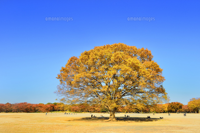 昭和記念公園 紅葉の一本ケヤキと広場 の写真素材 イラスト素材 アマナイメージズ