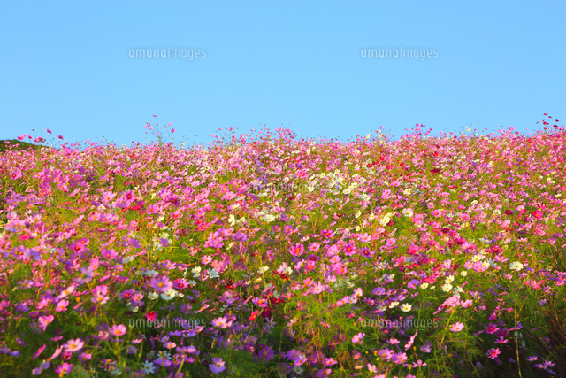 コスモス花畑 の写真素材 イラスト素材 アマナイメージズ