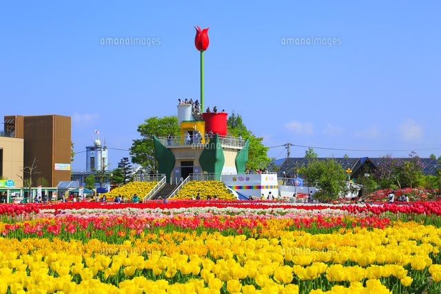 砺波チューリップ公園 となみチューリップフェア の写真素材 イラスト素材 アマナイメージズ