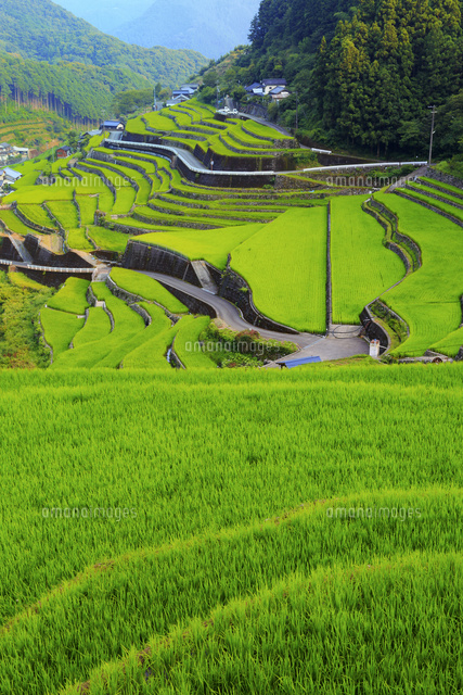 貝の川の棚田 の写真素材 イラスト素材 アマナイメージズ