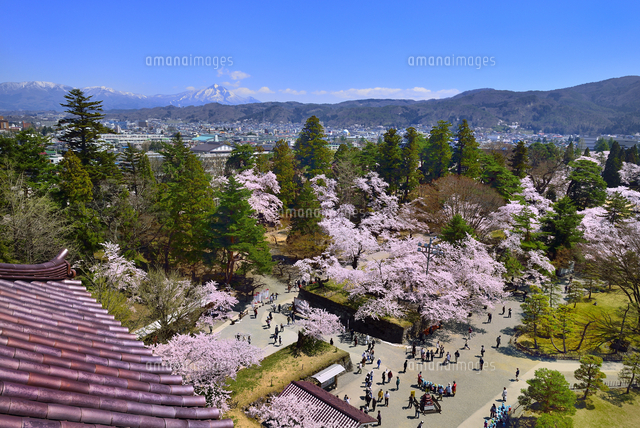 鶴ヶ城 会津若松城 桜と天守閣より磐梯山方面俯瞰 の写真素材 イラスト素材 アマナイメージズ