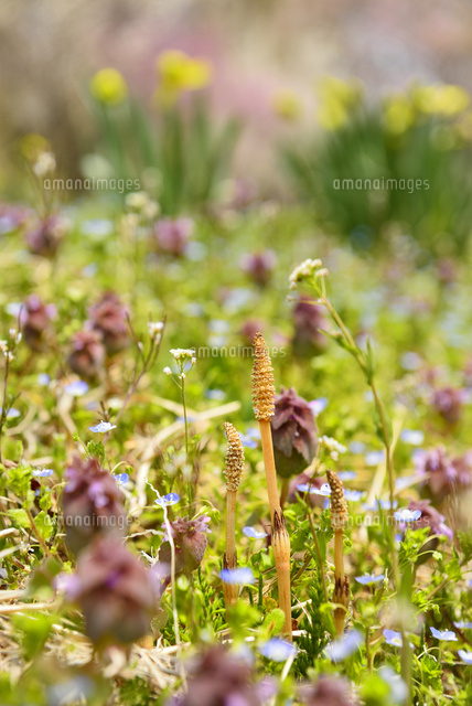 野草の花畑 ツクシとヒメオドリコソウにオオイヌノフグリ の写真素材 イラスト素材 アマナイメージズ