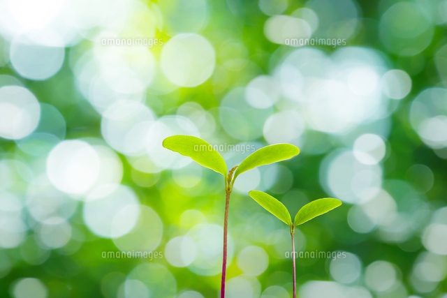 新緑のぼけと二葉 の写真素材 イラスト素材 アマナイメージズ
