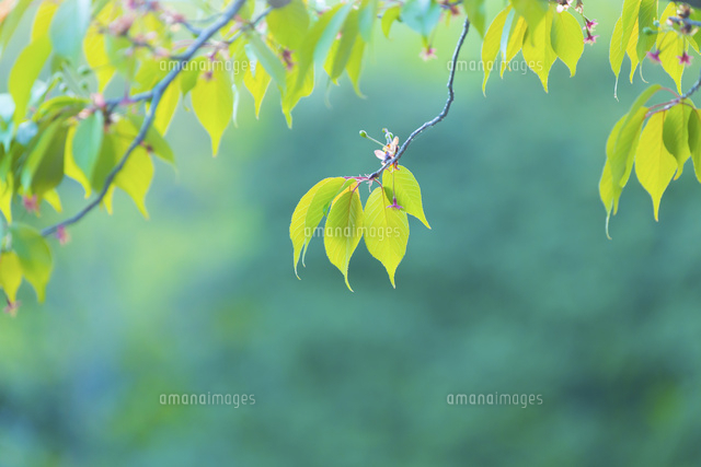 新緑の葉桜アップ の写真素材 イラスト素材 アマナイメージズ