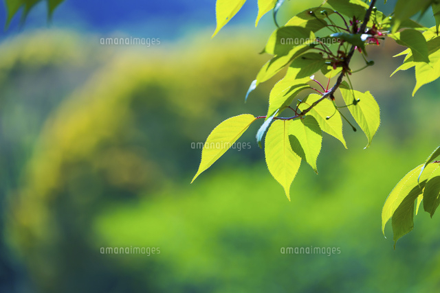 新緑の葉桜アップ の写真素材 イラスト素材 アマナイメージズ