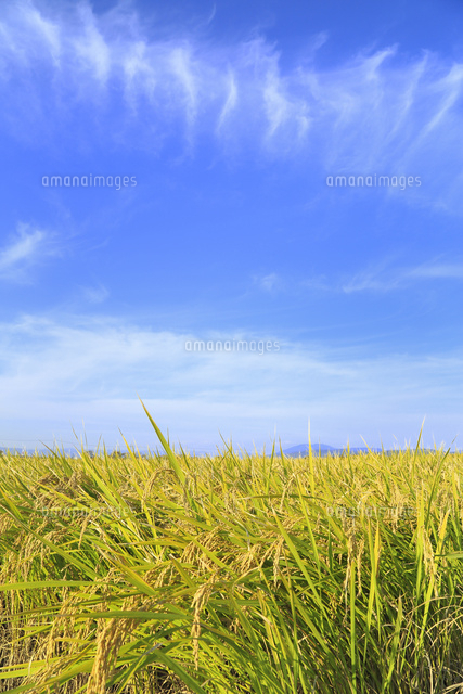 秋の稲穂と空 の写真素材 イラスト素材 アマナイメージズ