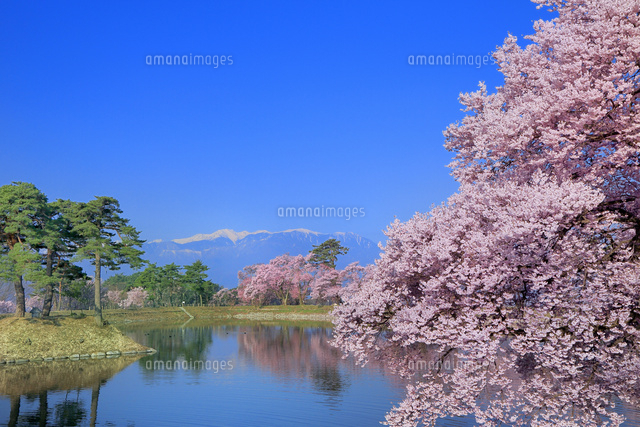 六道堤の桜と中央アルプス の写真素材 イラスト素材 アマナイメージズ