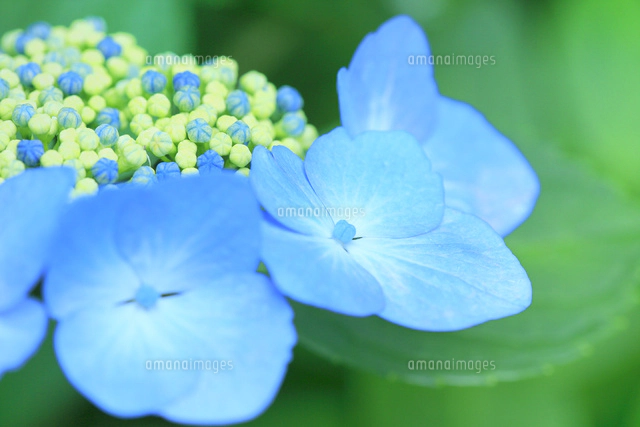 夏至の写真素材 ストックフォト アマナイメージズ 夏至の写真素材 ストックフォト アマナイメージズ