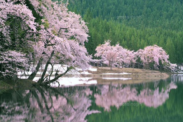 中子池と桜 の写真素材 イラスト素材 アマナイメージズ