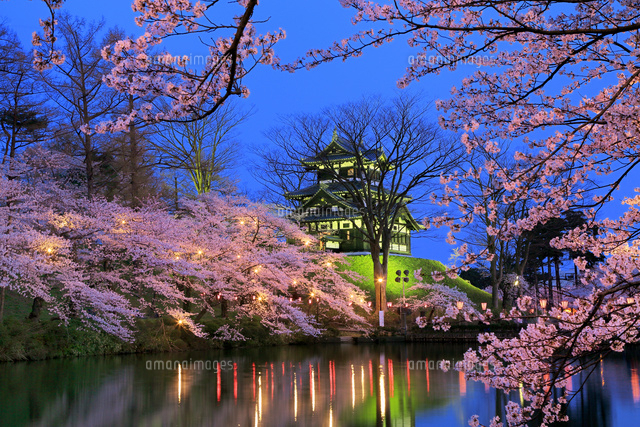 高田公園 夜桜と三重櫓 の写真素材 イラスト素材 アマナイメージズ