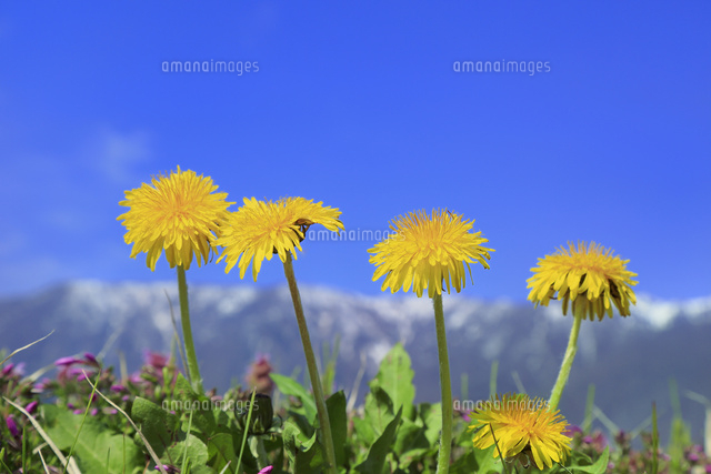 タンポポの花 の写真素材 イラスト素材 アマナイメージズ