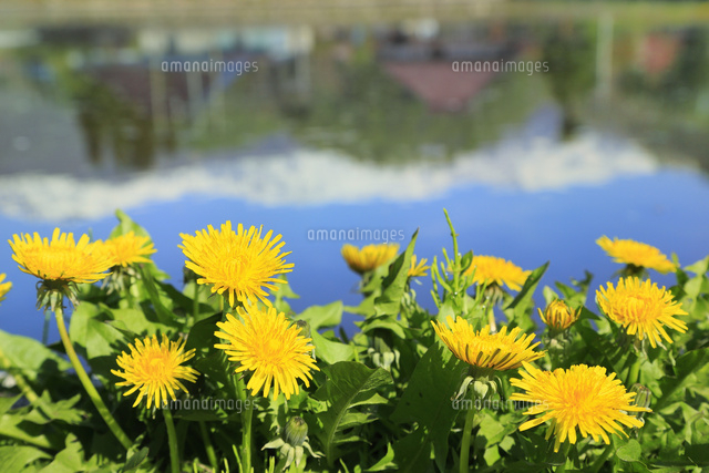 タンポポの花 の写真素材 イラスト素材 アマナイメージズ