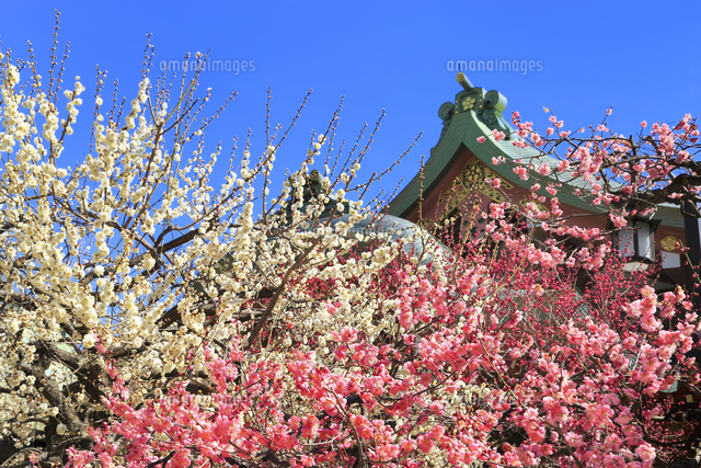 京都 北野天満宮 梅の花と宝物殿 の写真素材 イラスト素材 アマナイメージズ
