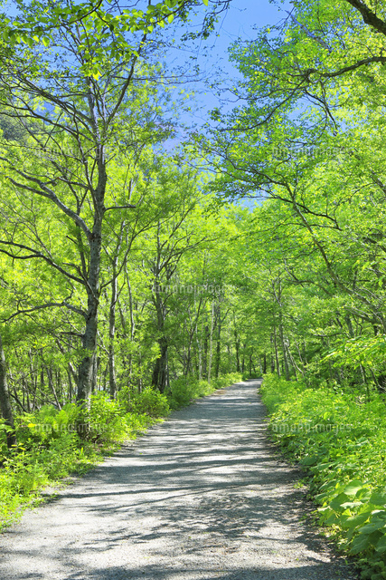 新緑の上高地 白樺林の小道 の写真素材 イラスト素材 アマナイメージズ