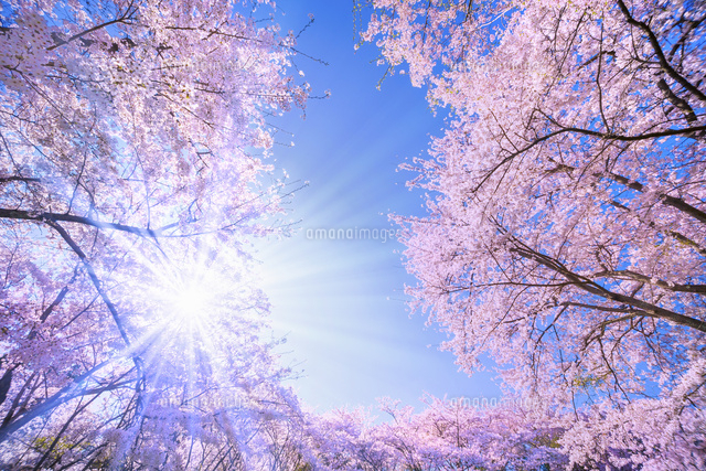 桜の花と青空に太陽 の写真素材 イラスト素材 アマナイメージズ