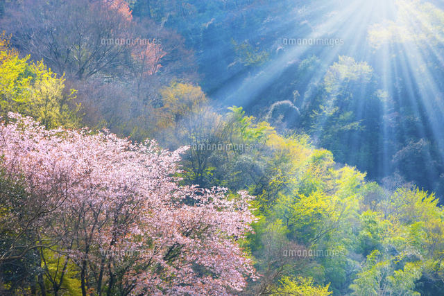 桜の花と新緑に光 の写真素材 イラスト素材 アマナイメージズ