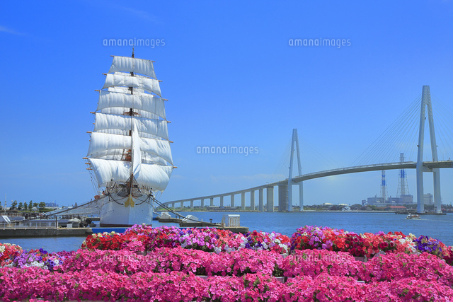 花咲く海王丸パークの海王丸と新湊大橋 の写真素材 イラスト素材 アマナイメージズ
