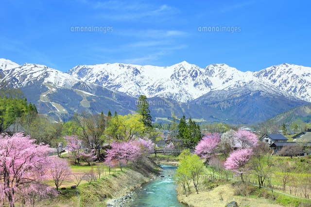 桜咲く白馬大出の姫川と白馬三山 の写真素材 イラスト素材 アマナイメージズ
