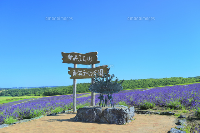 日の出ラベンダー園 の写真素材 イラスト素材 アマナイメージズ