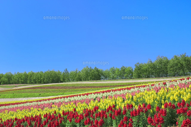 フラワーランド ダリアの花畑 の写真素材 イラスト素材 アマナイメージズ フラワーランド ダリアの花畑 の写真素材 イラスト素材 アマナイメージズ