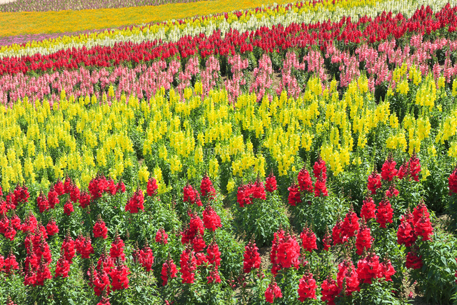 四季彩の丘 キンギョソウの花畑 の写真素材 イラスト素材 アマナイメージズ