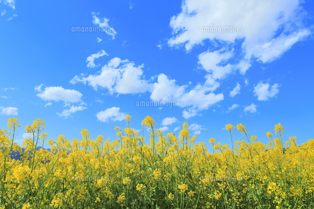 菜の花畑と青空に雲 の写真素材 イラスト素材 アマナイメージズ