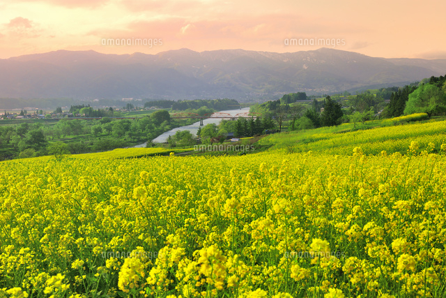 菜の花畑と千曲川の夕景 の写真素材 イラスト素材 アマナイメージズ
