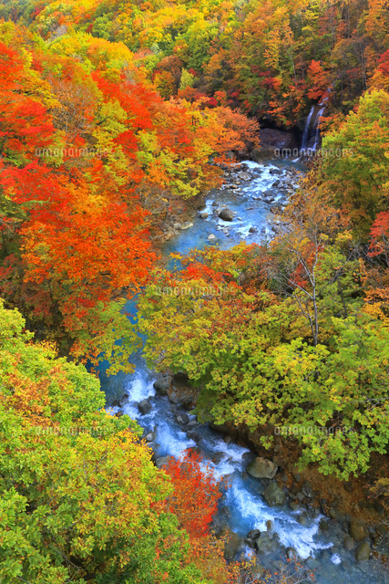 松川渓谷の紅葉 の写真素材 イラスト素材 アマナイメージズ