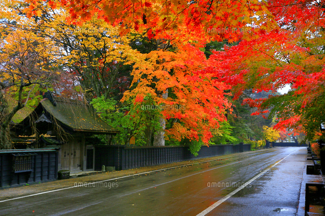 角館 武家屋敷通りの紅葉 の写真素材 イラスト素材 アマナイメージズ