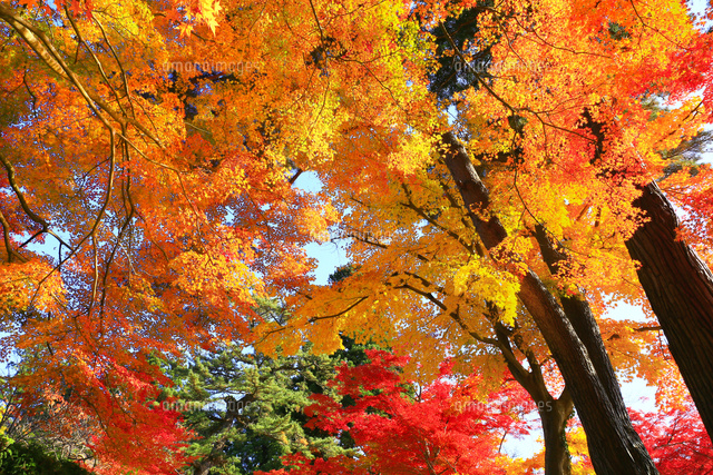 中尊寺参道の紅葉 の写真素材 イラスト素材 アマナイメージズ