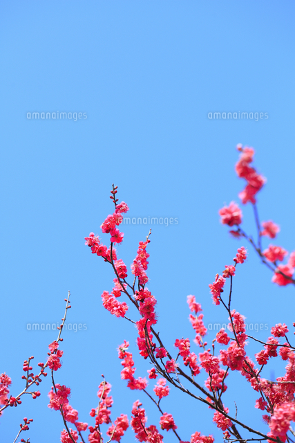 ウメの花 の写真素材 イラスト素材 アマナイメージズ