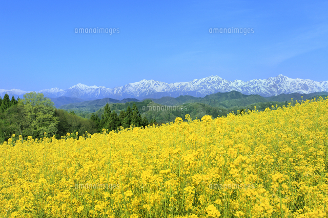 菜の花畑と北アルプス の写真素材 イラスト素材 アマナイメージズ