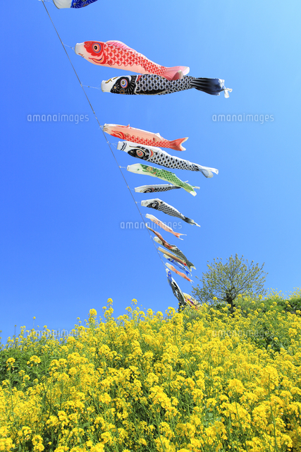 青空の鯉のぼりと菜の花畑 の写真素材 イラスト素材 アマナイメージズ