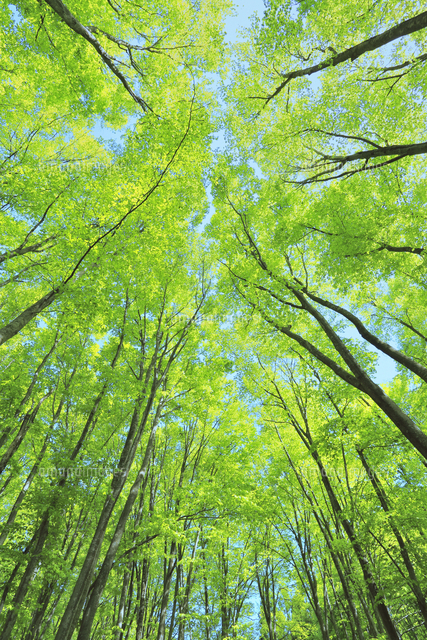 新緑のブナ林 の写真素材 イラスト素材 アマナイメージズ