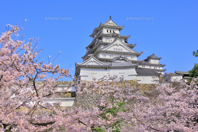 姫路城とサクラ の写真素材 イラスト素材 アマナイメージズ
