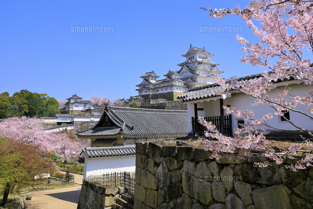 姫路城とサクラ の写真素材 イラスト素材 アマナイメージズ