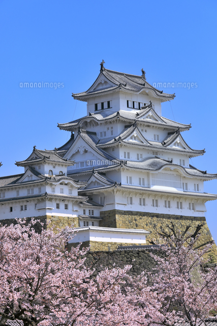 姫路城とサクラ の写真素材 イラスト素材 アマナイメージズ 姫路城とサクラ の写真素材 イラスト素材 アマナイメージズ