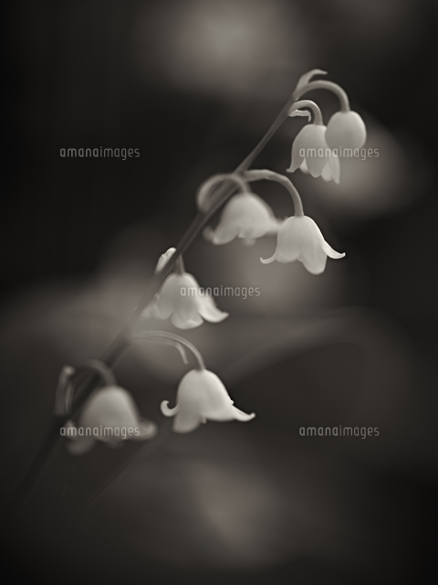 Close Up Of Lily Of The Valley Flowers の写真素材 イラスト素材 アマナイメージズ