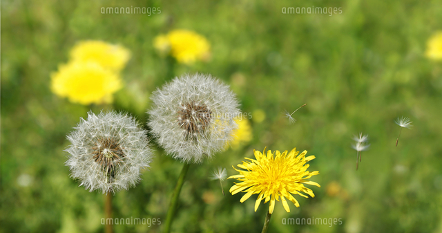 たんぽぽと綿毛様　おまとめ割　フォロー割　専用です。 たんぽぽの綿毛[11078000080]の写真・イラスト素材｜アマナイメージズ