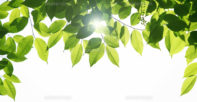 緑の木の葉 の写真素材 イラスト素材 アマナイメージズ
