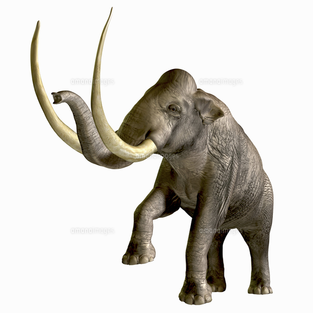 The Columbian Mammoth 11079016807 の写真素材 イラスト素材 アマナイメージズ