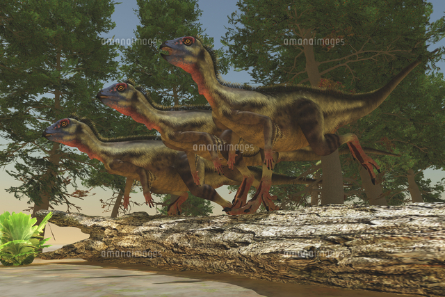 A group of herbivorous Hypsilophodon dinosaurs.[11079021759]の写真素材・イラスト ...