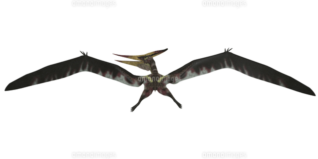 Pteranodon Was A Pterosaur From The Cretaceous Period Of North America の写真素材 イラスト素材 アマナイメージズ