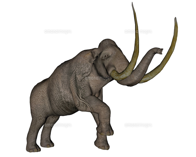 Large Mammoth White Background の写真素材 イラスト素材 アマナイメージズ