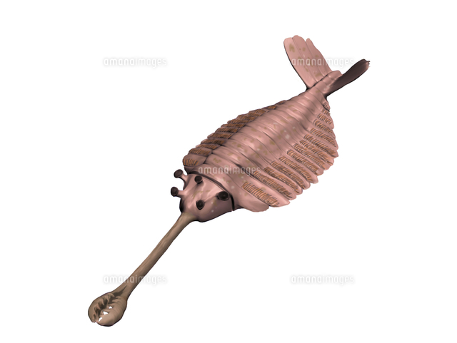Opabinia regalis, Cambrian of Canada.[11079022971]の写真・イラスト