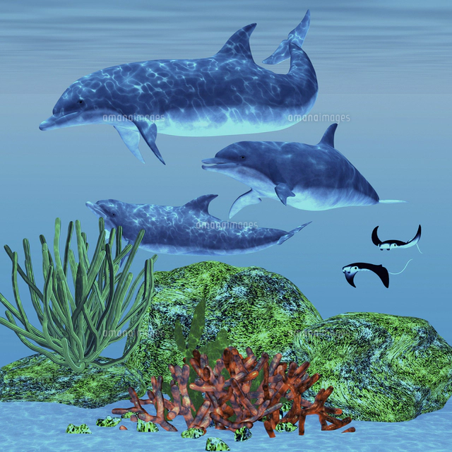 生き物 イルカのイラスト素材 アマナイメージズ